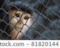 Red shanked Douc Langur in cage 81820144