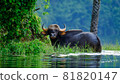 Beautiful Gaur or Indian Bison in the lake 81820147