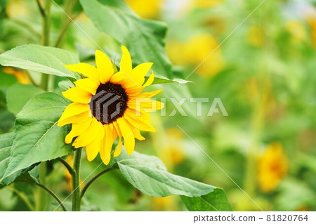  Sunflower flower 81820764