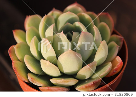 Echeveria花月夜 81820809