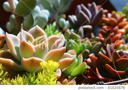 Fun gardening succulents 81820876