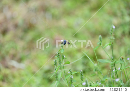 呼喚幸福的藍色蜜蜂 琉璃門蜜蜂 81821340