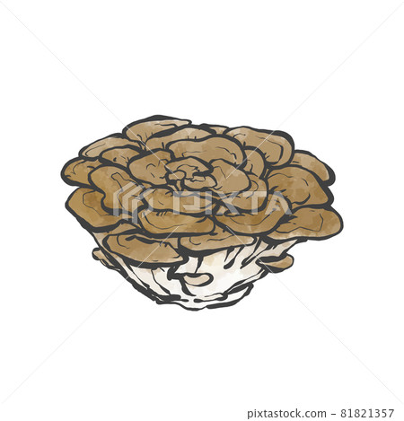 舞茸的日式手繪插畫 舞茸的日式手繪插畫 81821357