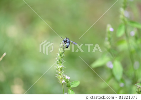 Blue bee that calls for happiness, Rurimon bee 81821373