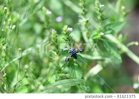 Blue bee that calls for happiness, Rurimon bee 81821375