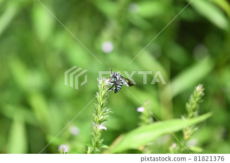 呼喚幸福的藍色蜜蜂 琉璃門蜜蜂 81821376
