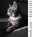 A cat with a pensive face 81821381