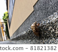 Cicada shells in the city 81821382