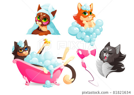 Cats or dogs spa and grooming service, hygiene Cats or dogs spa and grooming service, hygiene 81821634