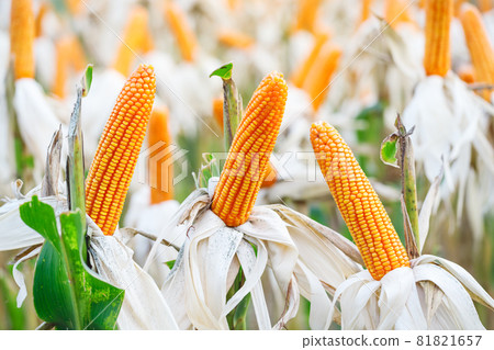 Ripe dry Corn in the Field 81821657