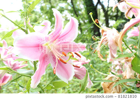 Yuri lily flower lily pink beautiful beautiful pretty summer Japan pink flower large flower summer park 81821810