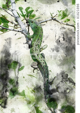 Green lizard lurking on a tree branch. A reptile hunting in the woods. Animal life in its natural habitat. Digital watercolor painting Green lizard lurking on a tree branch. A reptile hunting in the woods. Animal life in its natural habitat. Digital watercolor painting 81821898
