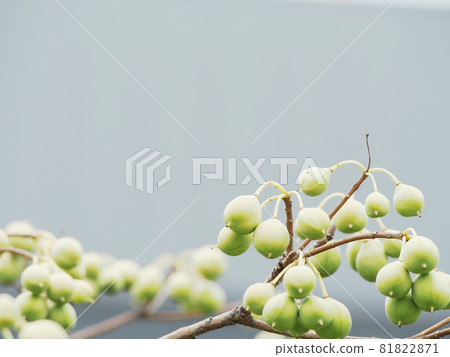 Tobera's blue fruit Tobera's blue fruit 81822871