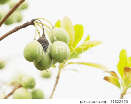 Tobera's blue fruit Tobera's blue fruit 81822876