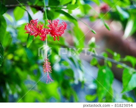 Fuulin Bussouge at the end of summer Fuulin Bussouge at the end of summer 81823054