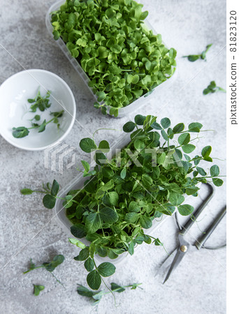 Assortment of micro greens on wooden table 81823120