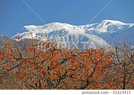 棗山鮮雪柿果 81823415