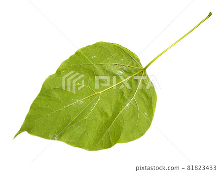 back side of natural green leaf of catalpa (catalpa bignonioides, southern catalpa, cigartree) tree cut out on white background back side of natural green leaf of catalpa (catalpa bignonioides, southern catalpa, cigartree) tree cut out on white background 81823433