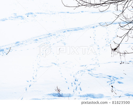 footprints and ski track in deep snow at surface of snow-covered frozen river in city park in winter twilight 81823500