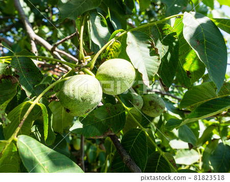 sunlit green walnut fruits closeup on twig on sunny summer day sunlit green walnut fruits closeup on twig on sunny summer day 81823518
