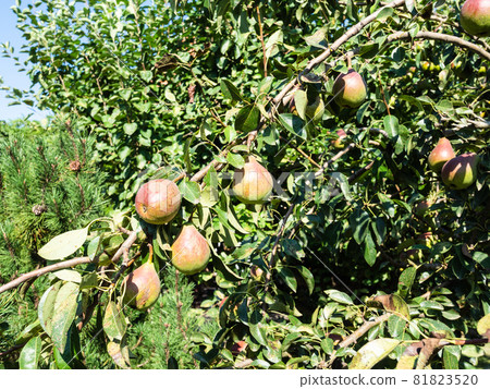 ripe pear fruits on tree branch and pine tree at backyard on sunny summer day 81823520