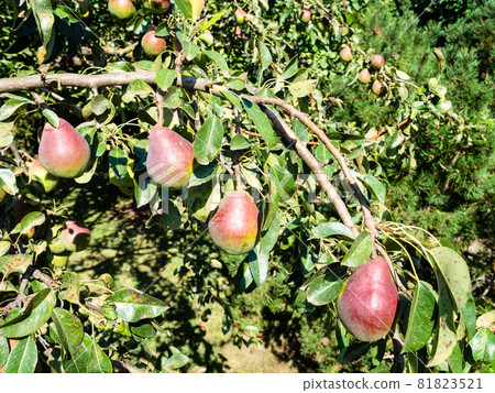 branch with ripe pear fruits closeup at backyard on sunny summer day 81823521
