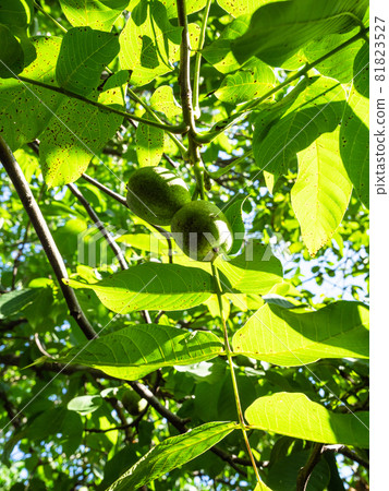 twig with green walnut leaves and fruits on sunny summer day twig with green walnut leaves and fruits on sunny summer day 81823527