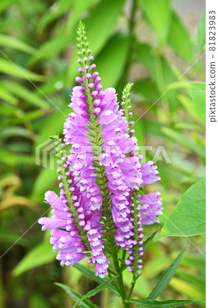 Hanatraneo (flower tiger's tail) Hanatraneo (flower tiger's tail) 81823983