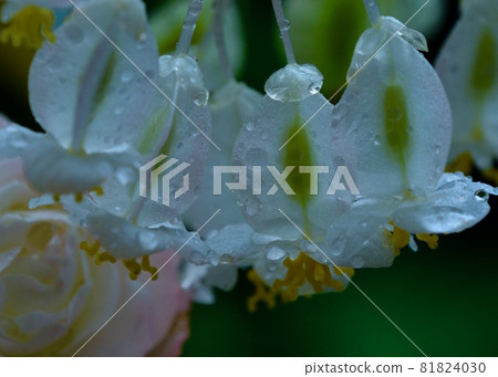 雨與海棠 雨與海棠 81824030