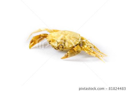 Crab on a white background Crab on a white background 81824483