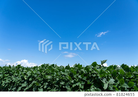 種植豆田和空的複制空間 種植豆田和空的複制空間 81824655