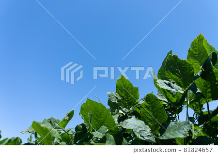 種植豆田和空的複制空間 種植豆田和空的複制空間 81824657