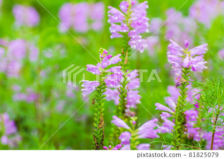 Physostegia virginiana 81825079