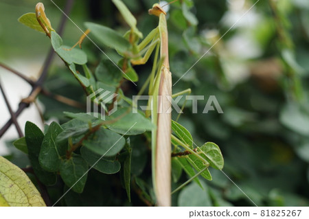 Pumila and mantis in the garden Pumila and mantis in the garden 81825267