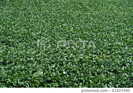 Situation of soybean fields at the end of summer Situation of soybean fields at the end of summer 81825490