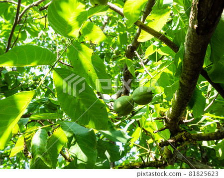 green walnut leaves and fruits on tree closeup on summer day 81825623