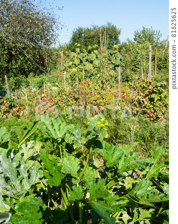 view of green home garden on backyard in village with zucchini and tomato beds on sunny summer day 81825625