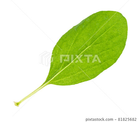 leaf of fresh marjoram (Origanum majorana) grass cutout on white background leaf of fresh marjoram (Origanum majorana) grass cutout on white background 81825682
