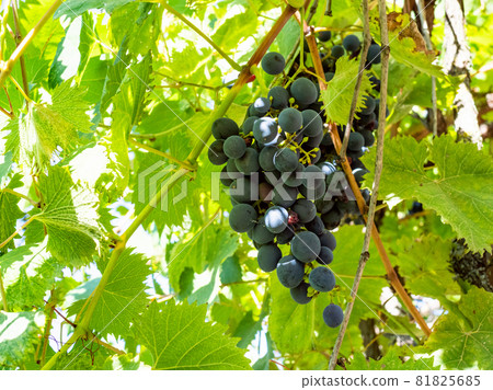 abandoned stone pool with green water in backyard of village house on sunny summer day abandoned stone pool with green water in backyard of village house on sunny summer day 81825685