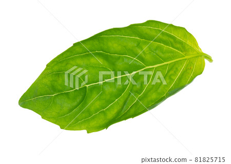 wet fresh green leaf of sweet basil herb cutout on white background wet fresh green leaf of sweet basil herb cutout on white background 81825715