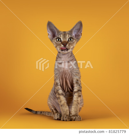 Devon Rex cat kitten on yellow background Devon Rex cat kitten on yellow background 81825779