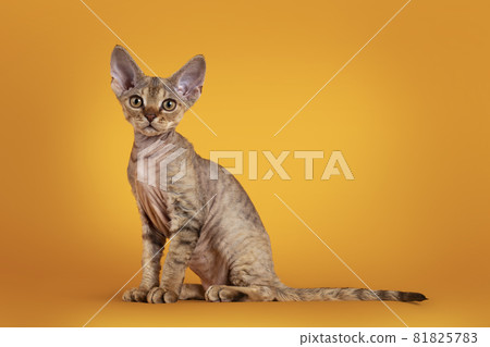 Devon Rex cat kitten on yellow background Devon Rex cat kitten on yellow background 81825783