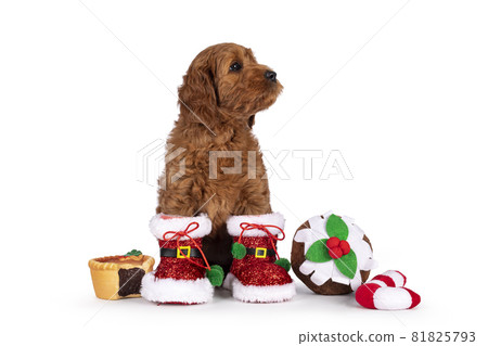 Cobberdog aka Labradoodle pup on white 81825793