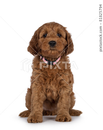 Cobberdog aka Labradoodle pup on white 81825794