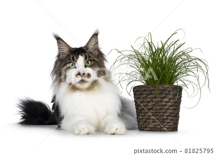 Cat with cat grass on white background 81825795