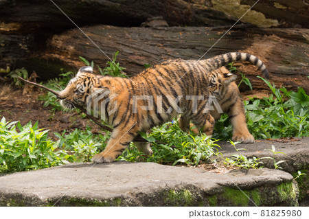 Amur tiger cub carrying a branch 81825980