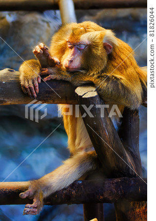 The monkey is sleeping on the timber. Northern pig-tailed macaque 81826044