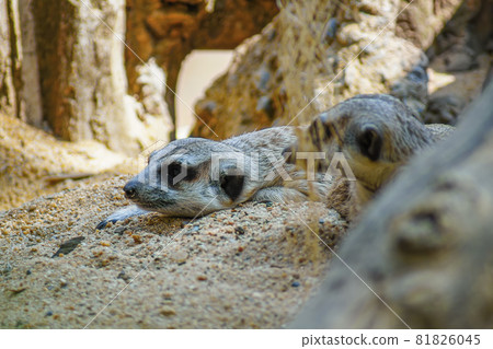 Meerkat is in the shadow on the sand. And looking at something Meerkat is in the shadow on the sand. And looking at something 81826045