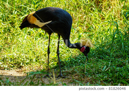 Gray crowned crane and green plants Gray crowned crane and green plants 81826046
