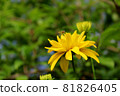 Scene with yellow flower and wasp 81826405